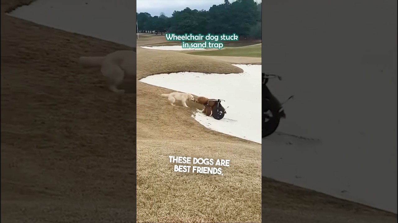 This dog helped another dog in a wheelchair 👏