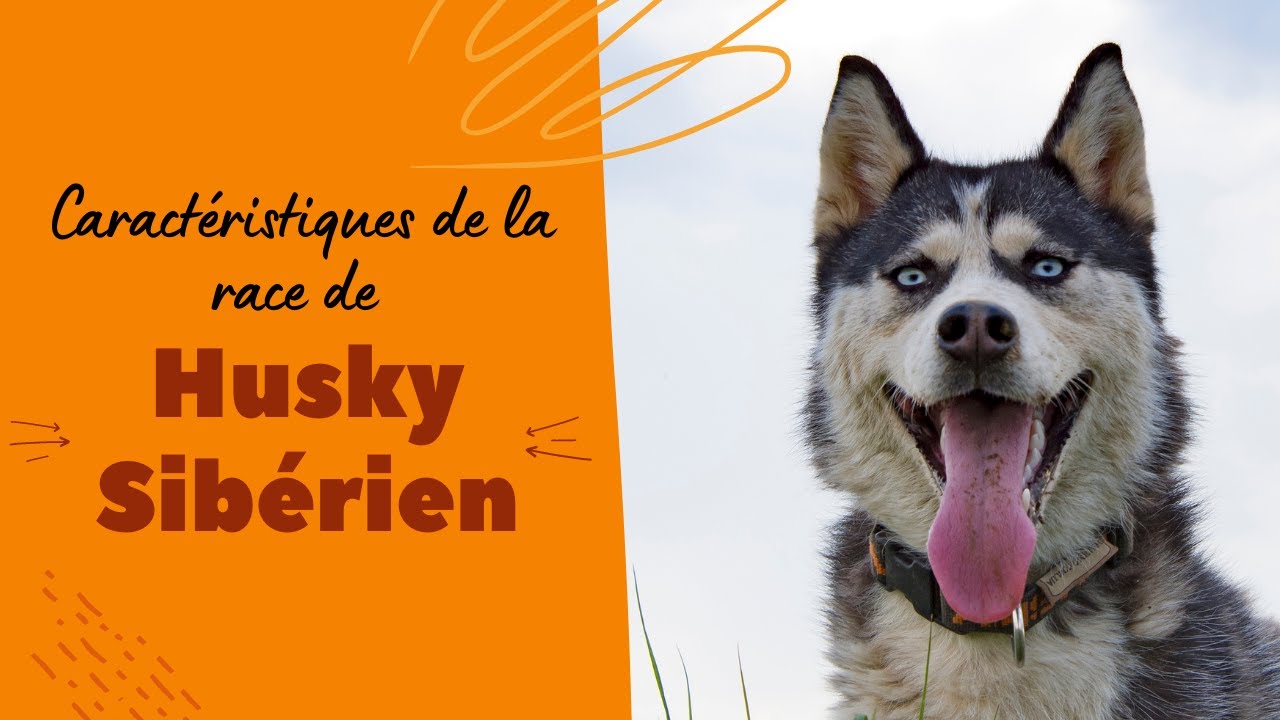 Caractéristiques De La Race De Husky Sibérien 🦴