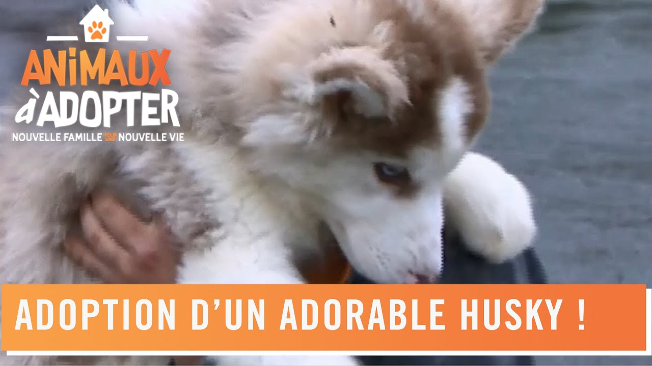 Nala, un husky de trois mois est adoptée par une nouvelle famille - Animaux à adopter