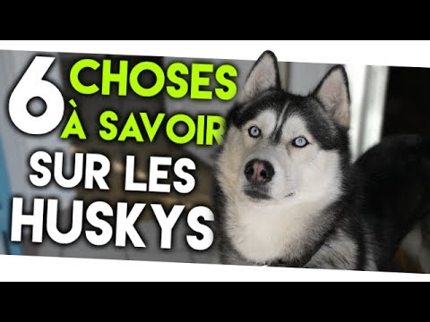 6 CHOSES À SAVOIR ABSOLUMENT SUR LES HUSKYS !