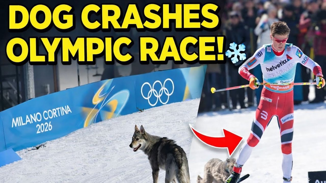 Stray Dog Steals The Show At Winter Olympics 2026 Team Sprint🐕❄️,Stray Husky Crashes Olympic Race 