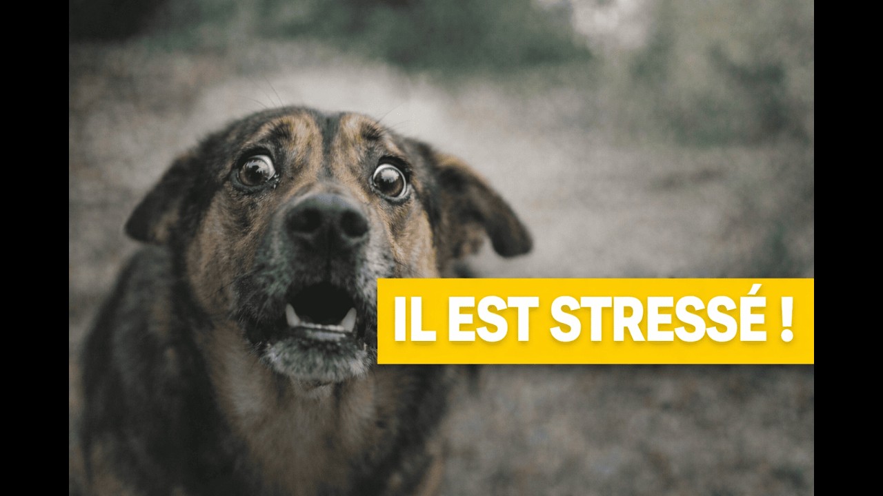 Les SIGNES DE STRESS chez le CHIEN que 90 % de Personnes Ignorent !⚠️🐶