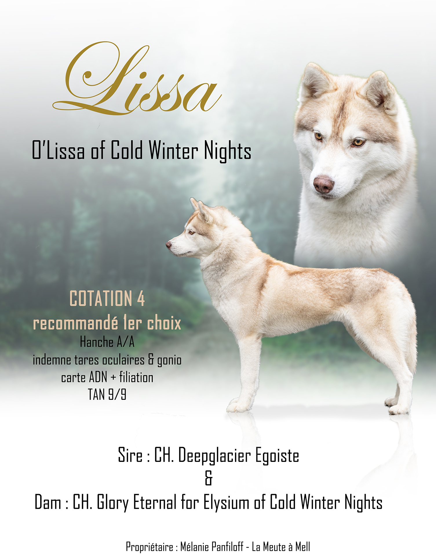 La Meute à Mell - Husky de Sibérie - Affiche O'Lissa of Cold Winter Nights